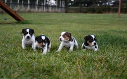 Jack Russell dogs for sale: Jack Russel puppies for sale  - Image 1