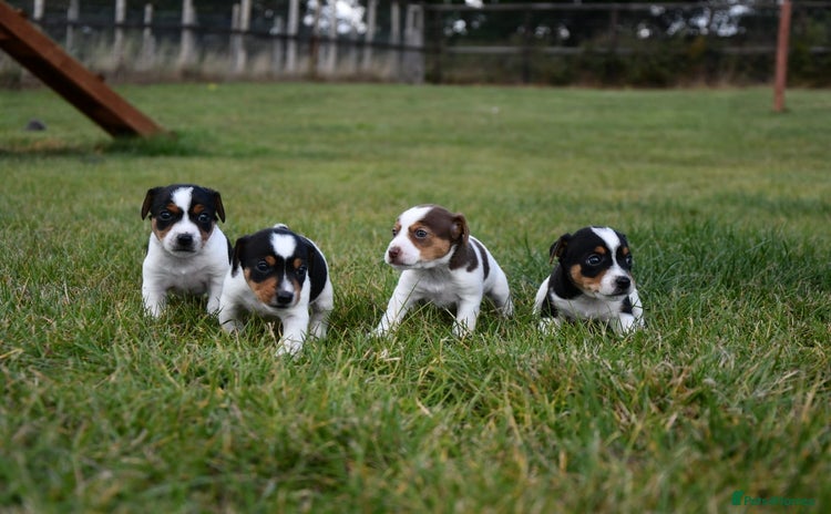 Jack Russell dogs - Advert 12
