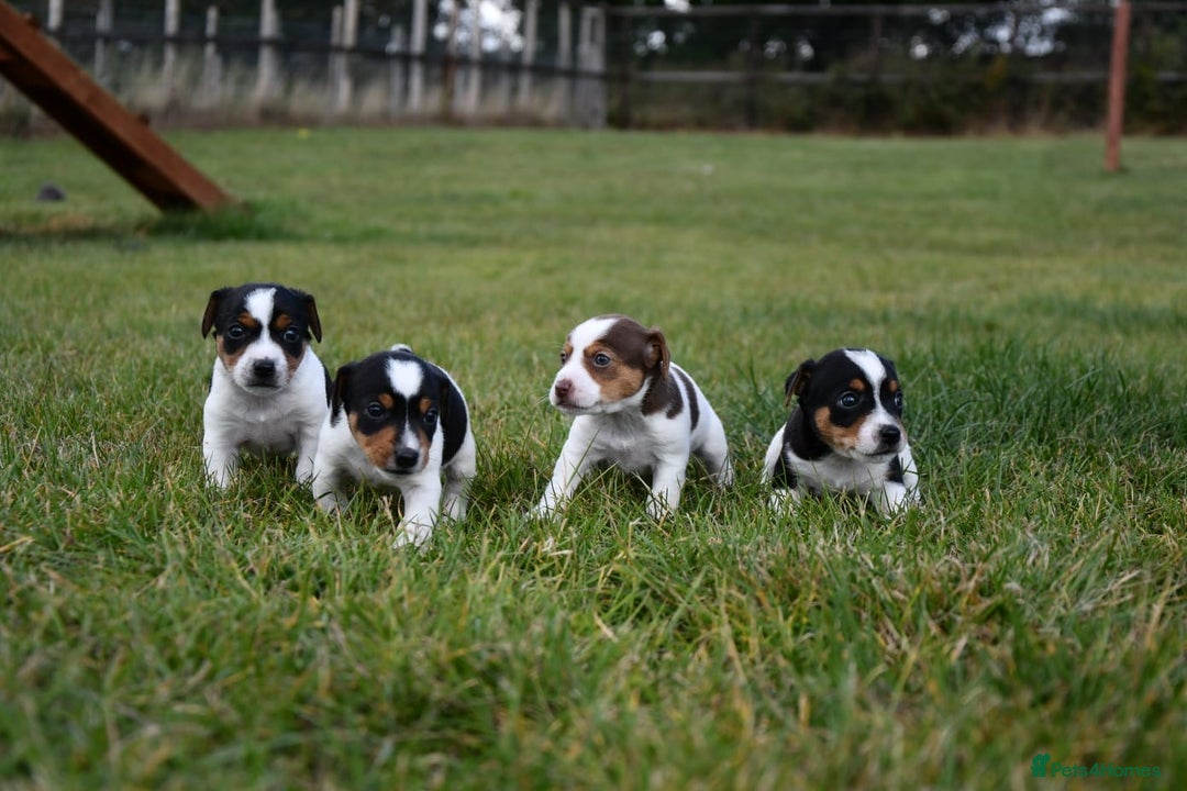 Jack Russell dogs for sale: Jack Russel puppies for sale  - Image 1