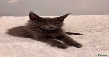 Maine Coon cats - Advert 6