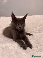 Maine Coon cats - Advert 3