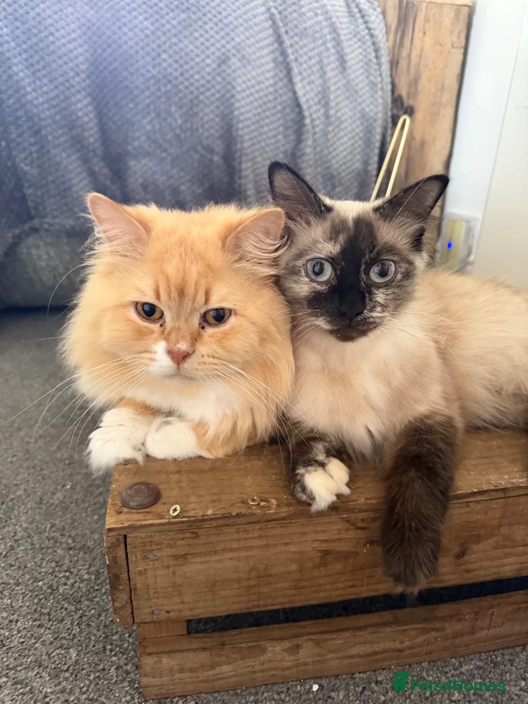 Mixed Breed cats for sale: Kittens for the best homes - Advert 1