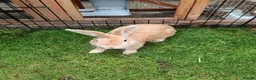 Flemish rabbits for sale: Beautiful baby rabbits  - Advert 3