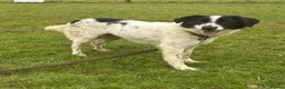 Mixed Breed dogs for adoption: Lilly -Milton Keynes  in Milton Keynes - Advert 26