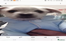 Bichon Frise dogs for sale: I am y are playful and eat at they  - Image 6