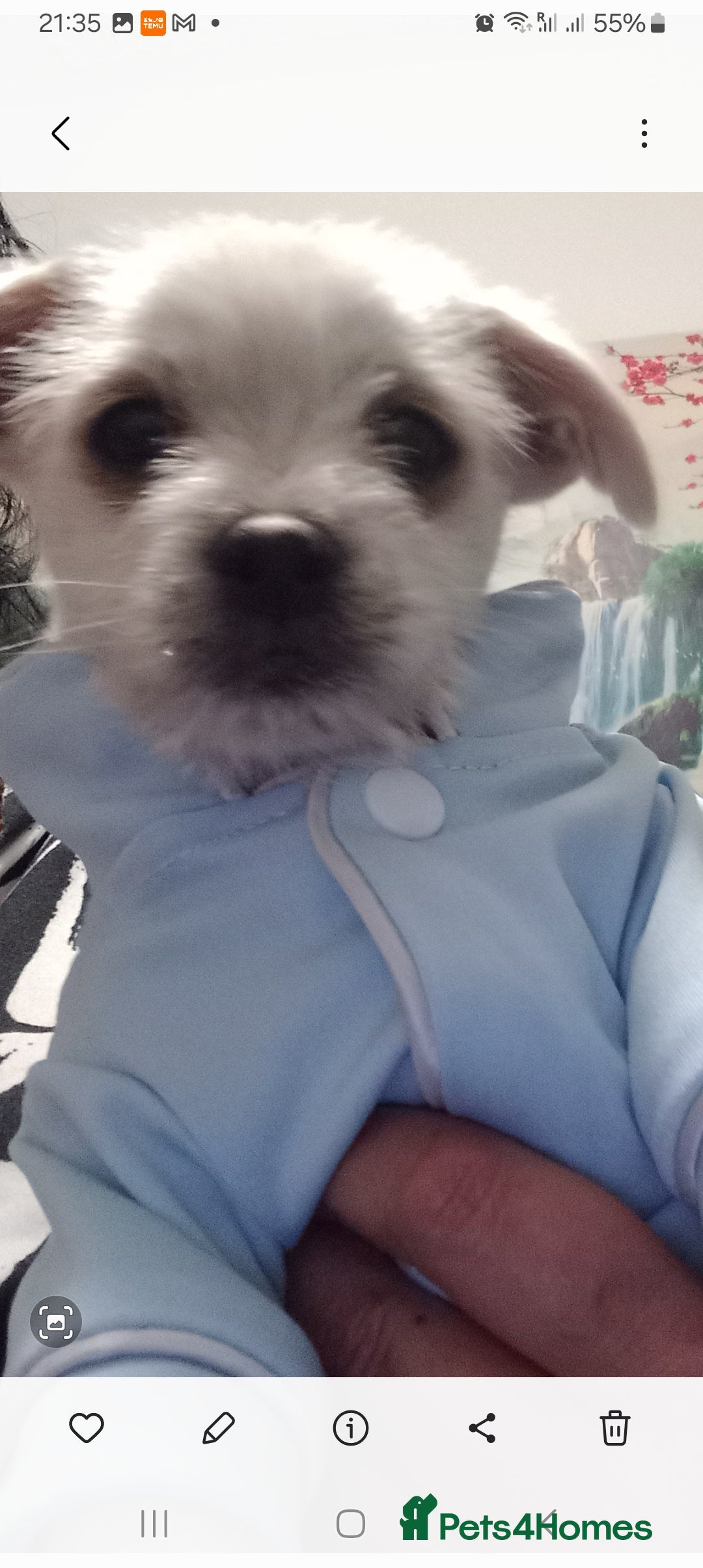 Bichon Frise dogs for sale: I am y are playful and eat at they  - Image 6