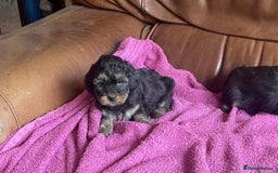 Lhasa Apso dogs for sale: Pedigree Lhasa Apso puppies  - Image 4
