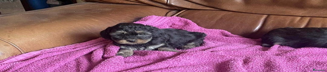 Lhasa Apso Puppy 4