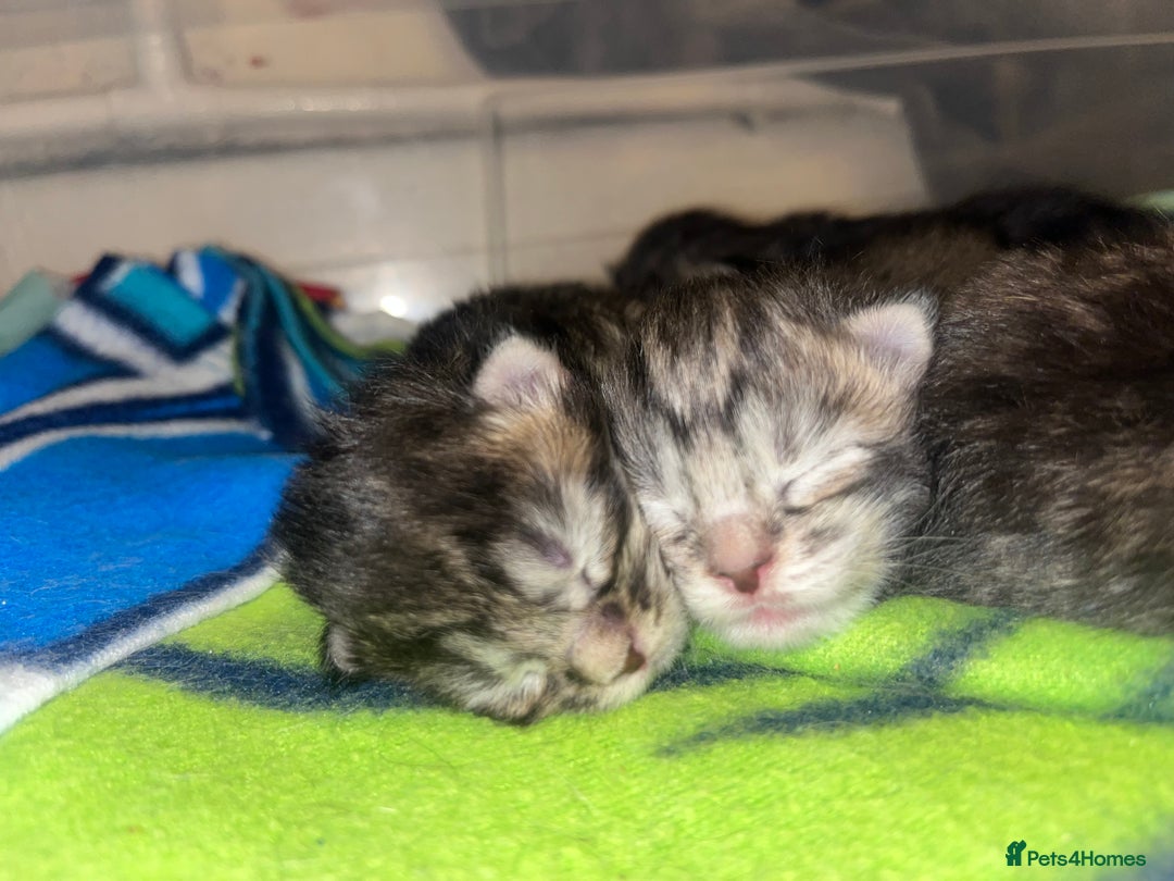 Maine Coon cats for sale: Maine coon cross  - Image 10