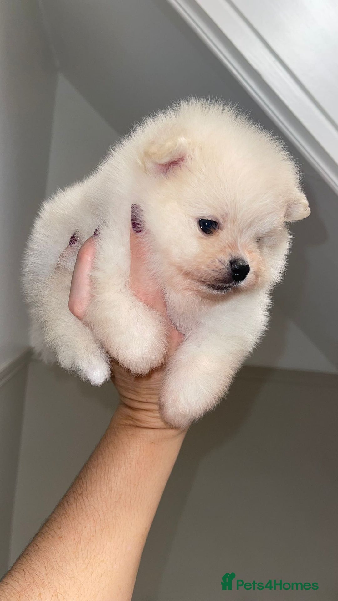 Pomeranian dogs for sale: Champion blood line teddy bear Pomeranian pups  - Advert 5