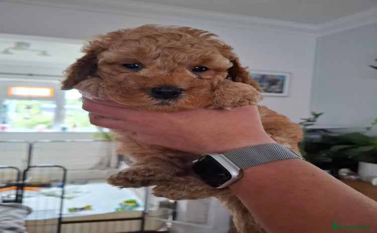 Cavapoo dogs - Advert 2