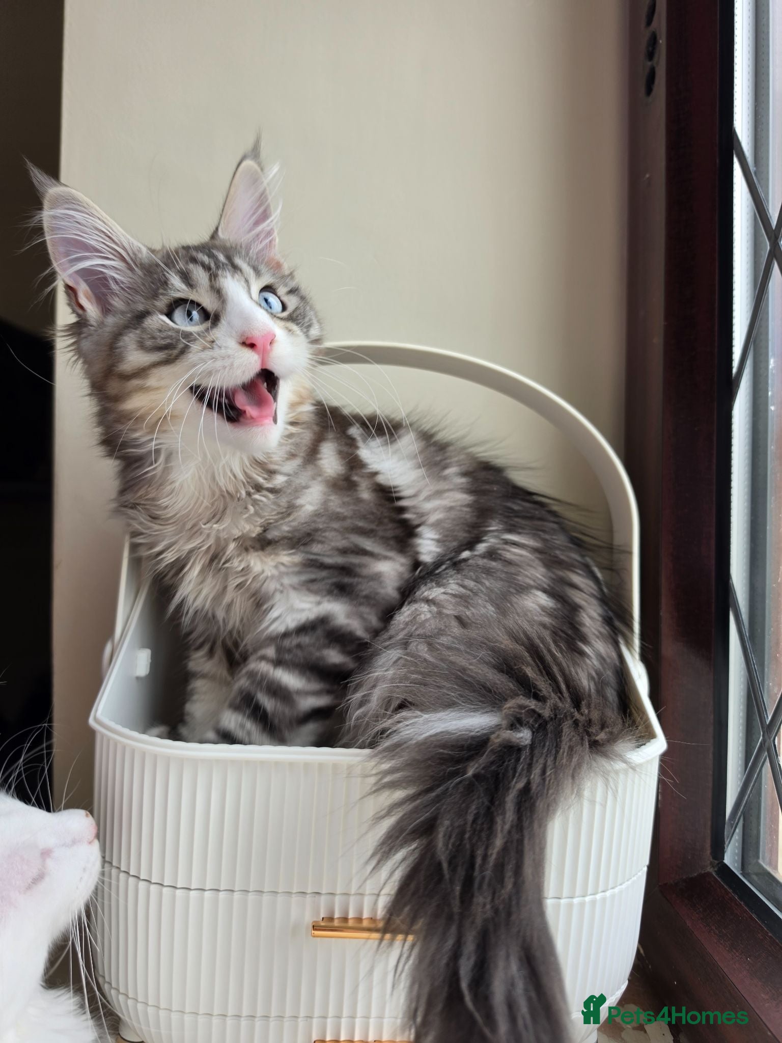 Maine Coon cats Maine coon Blue eyes + Long Hair - Advert 1