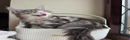 Maine Coon cats for sale: Maine coon Blue eyes + Long Hair - Advert 1