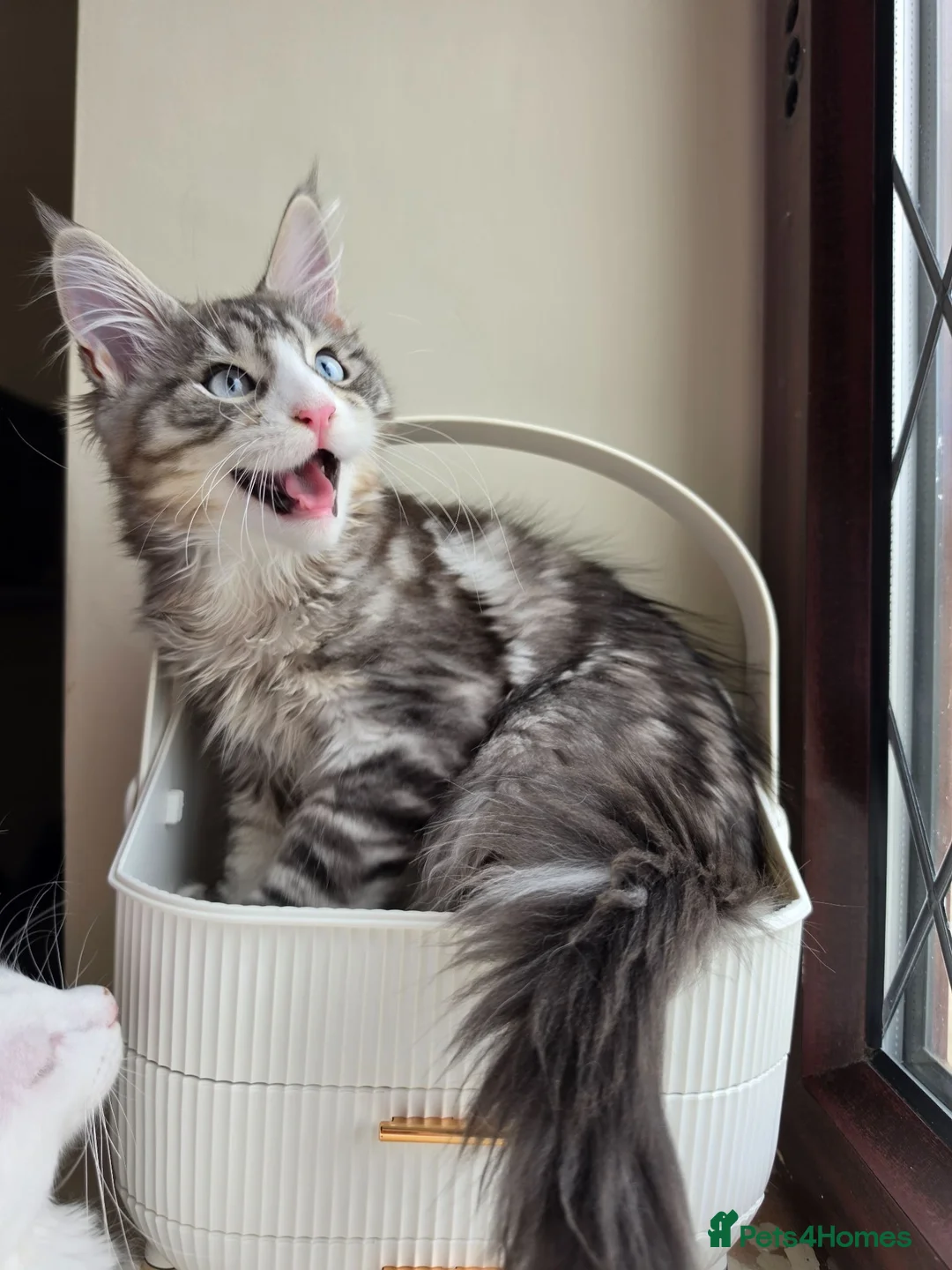 Maine Coon cats for sale: Maine coon Blue eyes + Long Hair - Advert 1