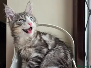 Maine Coon cats Maine coon Blue eyes + Long Hair - Advert 1
