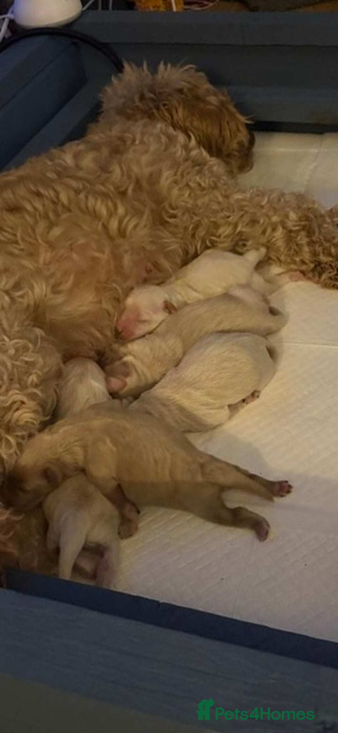 Schnoodle dogs for sale: Schnoodle puppies 3 available from a litter of 5 - Advert 23