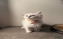 Ragdoll cats for sale: Last female ragdoll 🐾🩷🐾 - Image 3