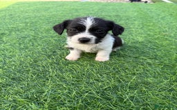 Mixed Breed dogs for sale: 7 stunning cockerjack puppies  - Image 12