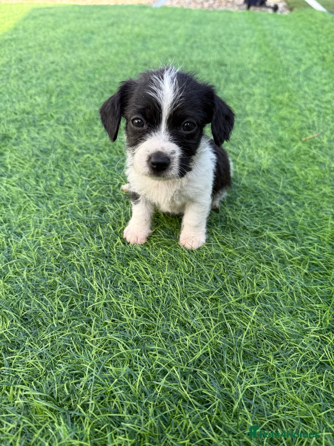 Mixed Breed dogs for sale: 7 stunning cockerjack puppies  - Image 12
