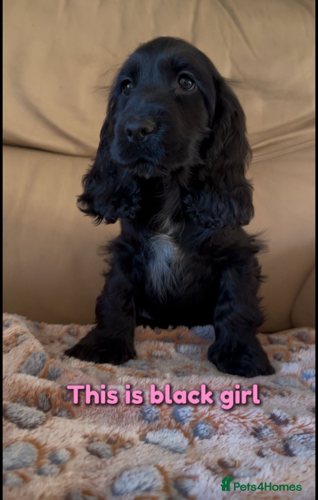 Cocker Spaniel dogs for sale: Show cocker Spaniel puppies ready to leave now - Advert 2