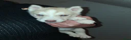 Siberian Husky dogs for sale: Sandra  - Advert 7