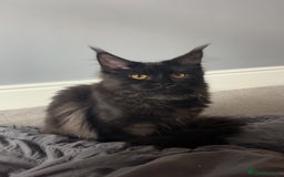 Maine Coon cats for sale: beautiful mainecoon sisters  - Image 6