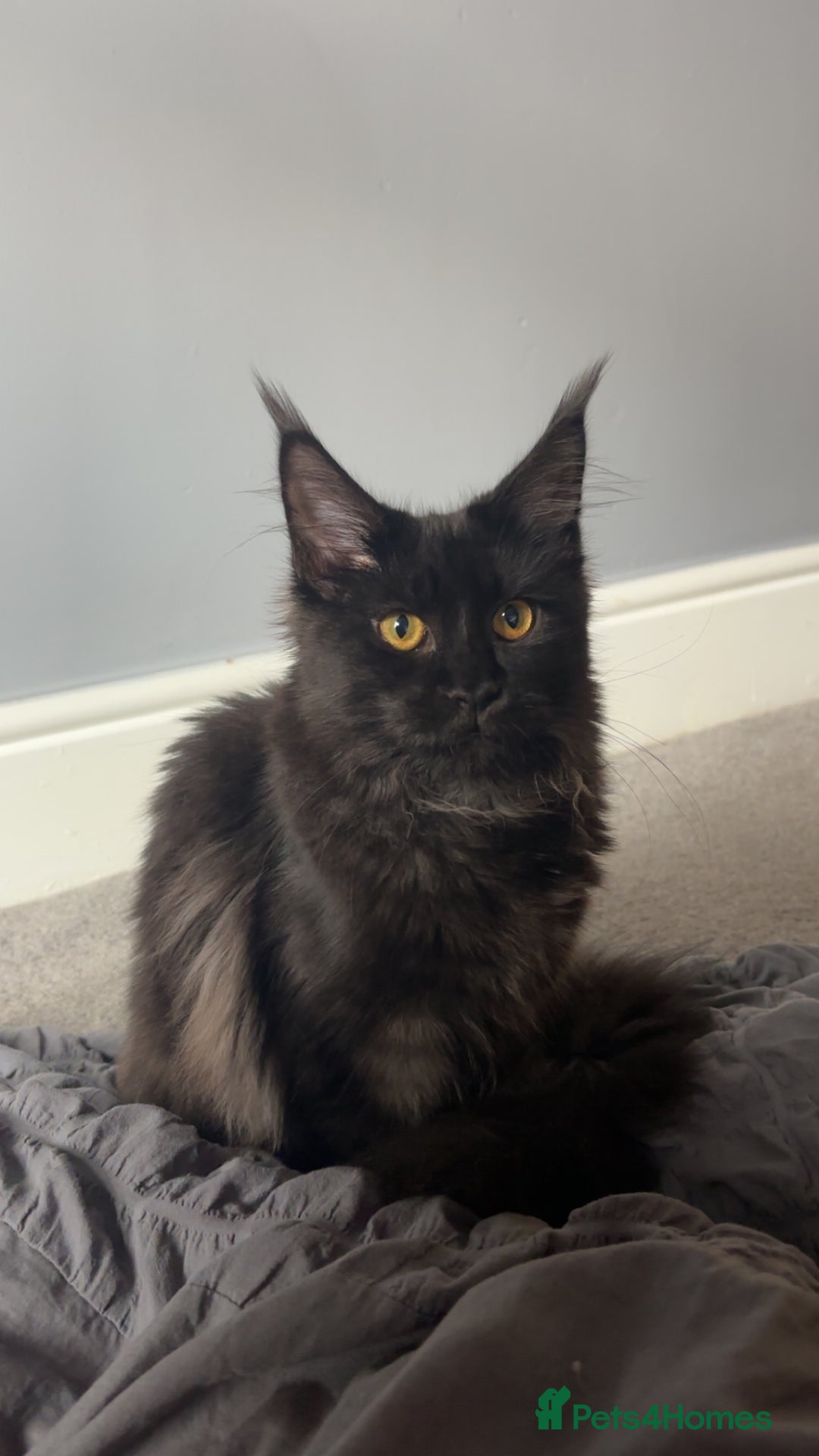 Maine Coon cats for sale: beautiful mainecoon sisters  - Image 6