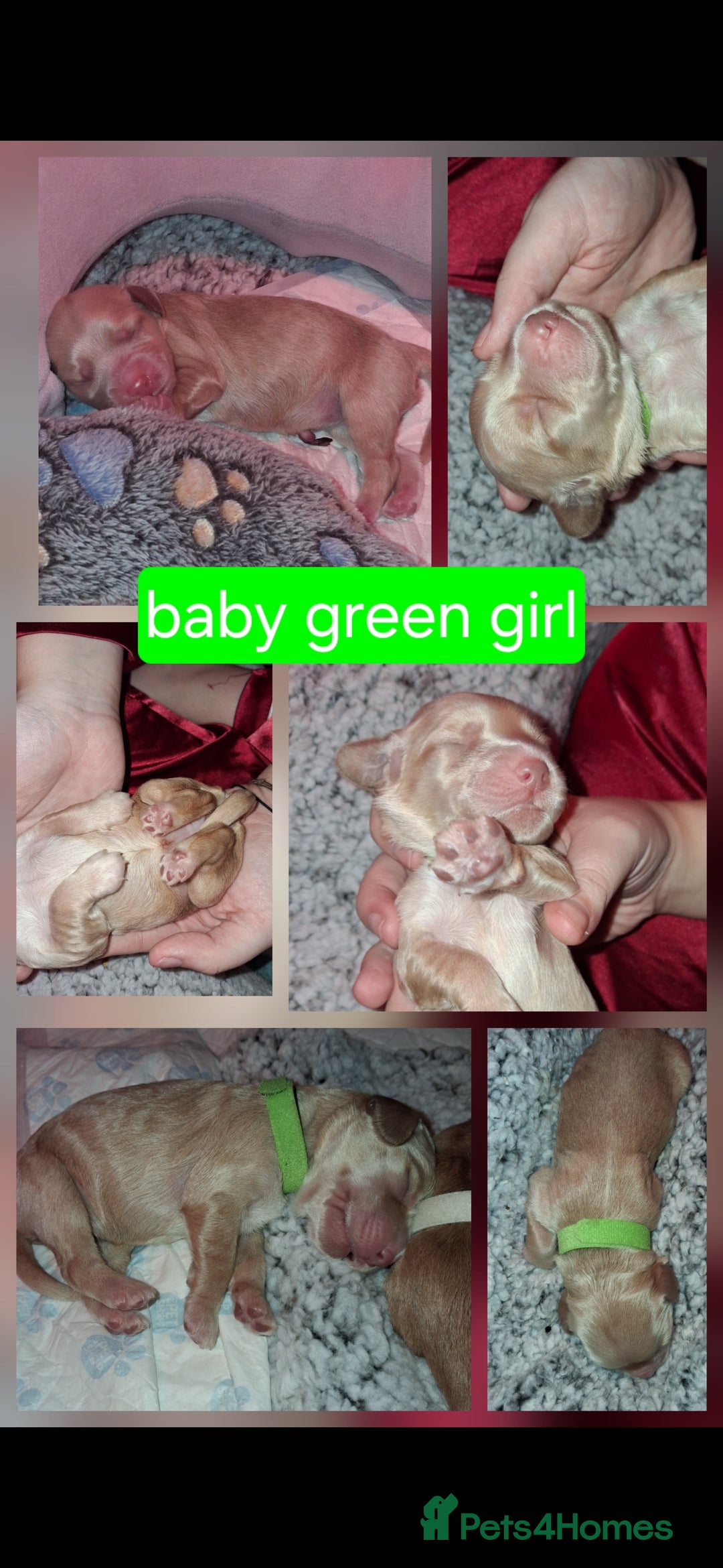 Cockapoo dogs for sale: Cockapoo puppies F2 - Advert 2