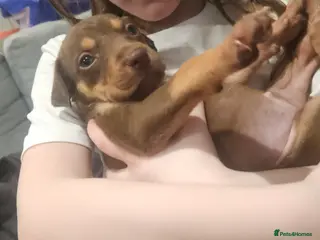 Rhodesian Ridgeback dogs Ridgeback puppies - Advert 3