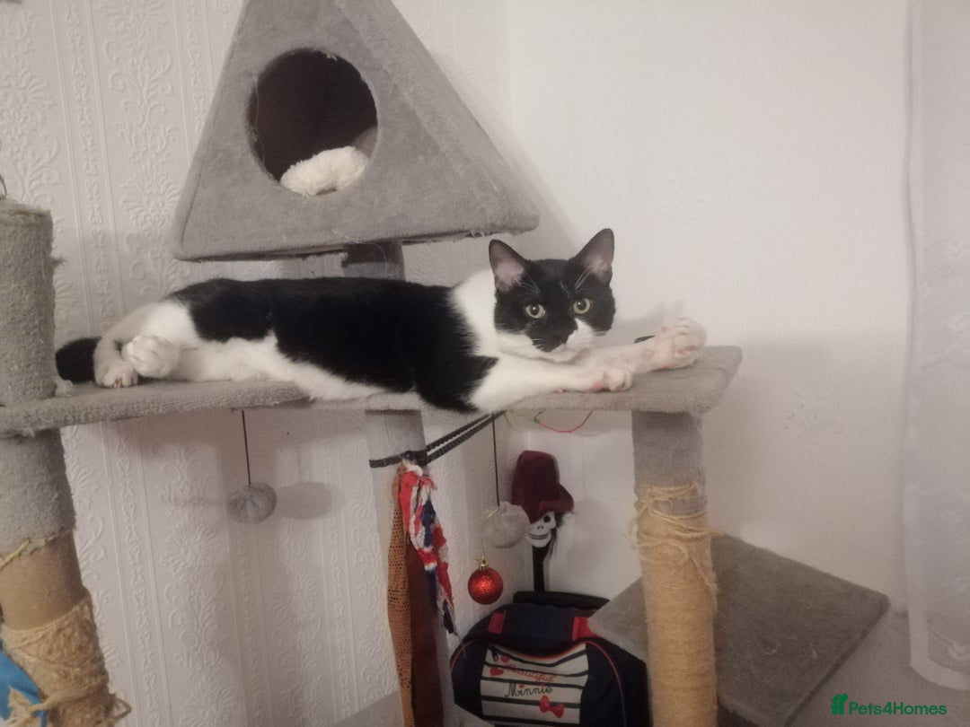 British Shorthair cats for sale: White and black female and male cats - Image 29