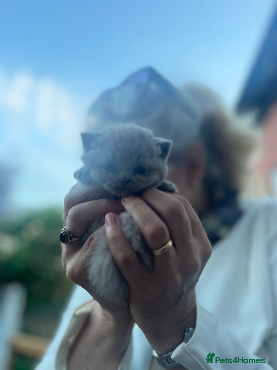 British Shorthair cats for sale: Beautiful, show quality lilac and blue BSH - Image 10