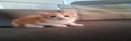 Mixed Breed cats for sale: 2 beautiful ginger and white kittens - Advert 15