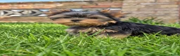 Yorkshire Terrier dogs for sale: Little girls looking for forever home  - Advert 5