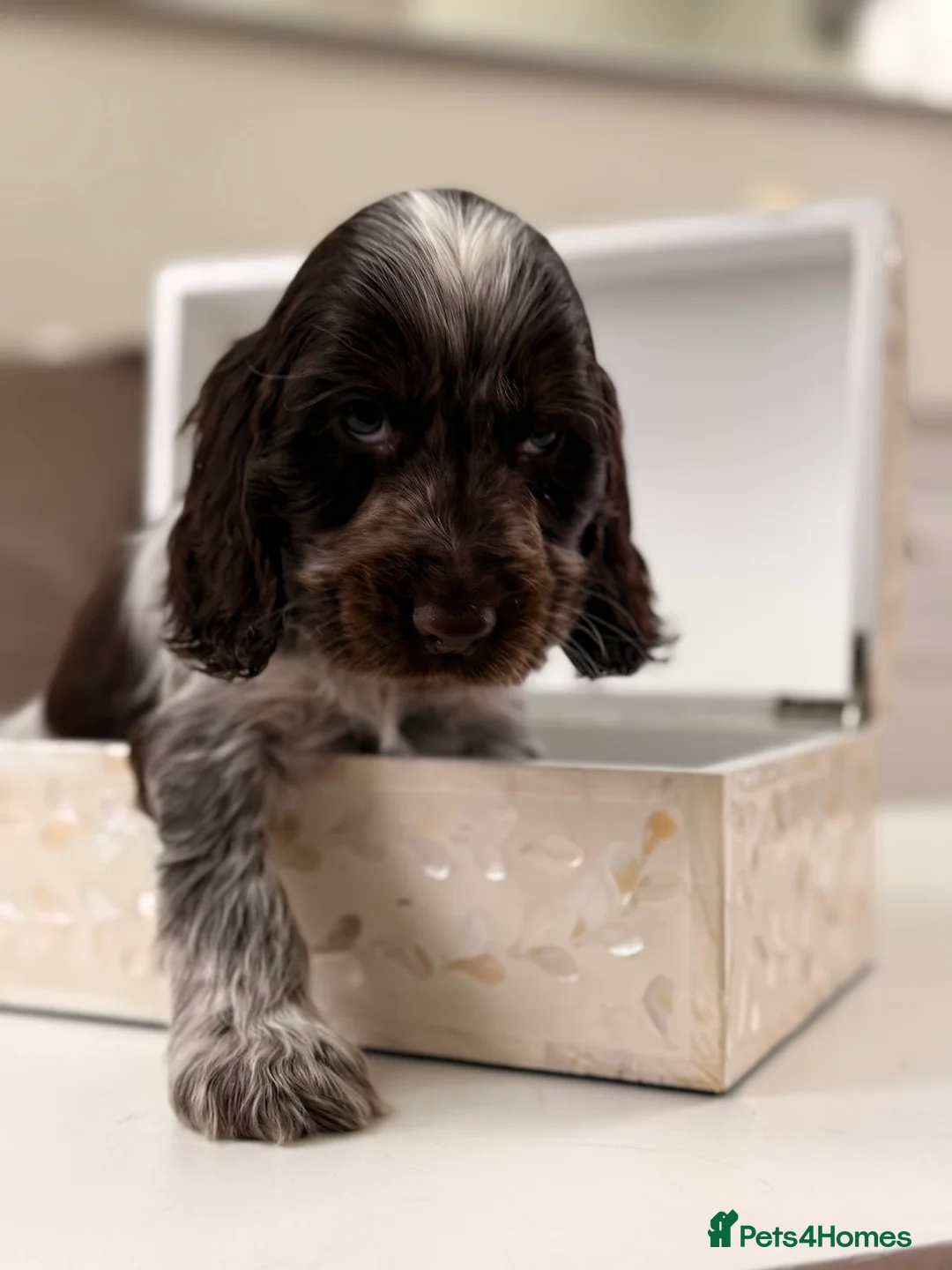 Cocker Spaniel dogs for sale: Show type cocker spaniels  - Advert 12