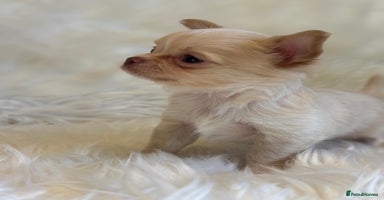 Chihuahua dogs - Advert 1