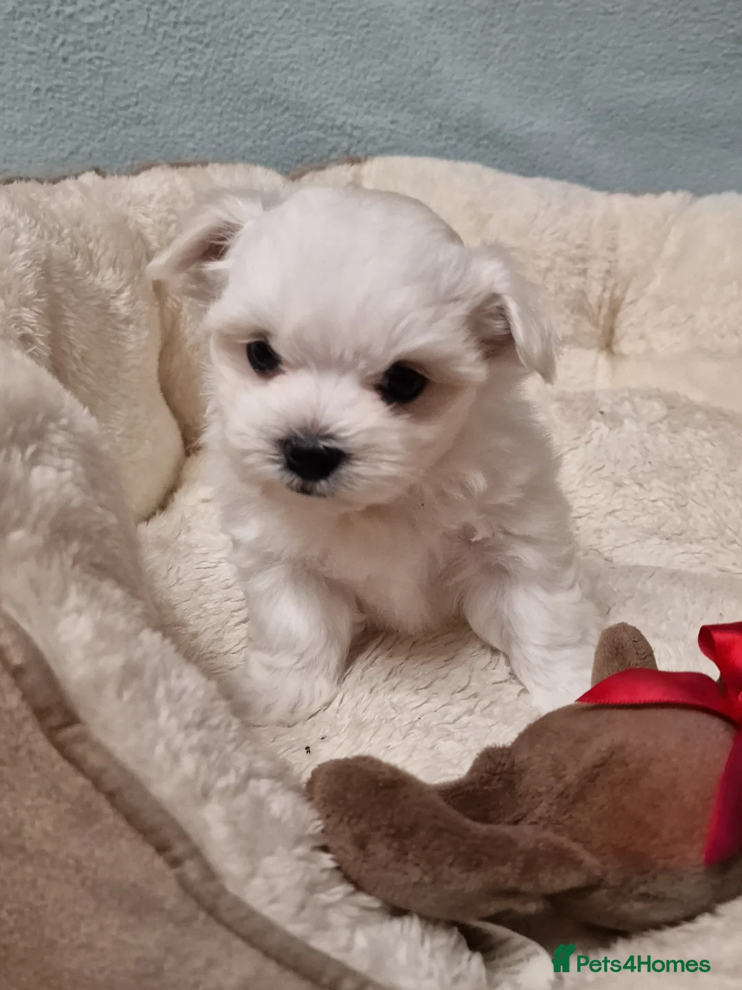 Maltese dogs for sale: Korean Maltese puppies for adoption - Advert 9