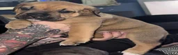 Mastiff dogs for sale: Mastiff hybrids  - Advert 6