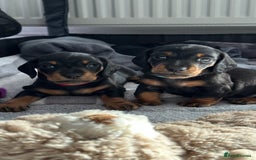 Miniature Dachshund dogs for sale: Stunning Smooth Black & Tan Miniature Dachshunds - Image 9