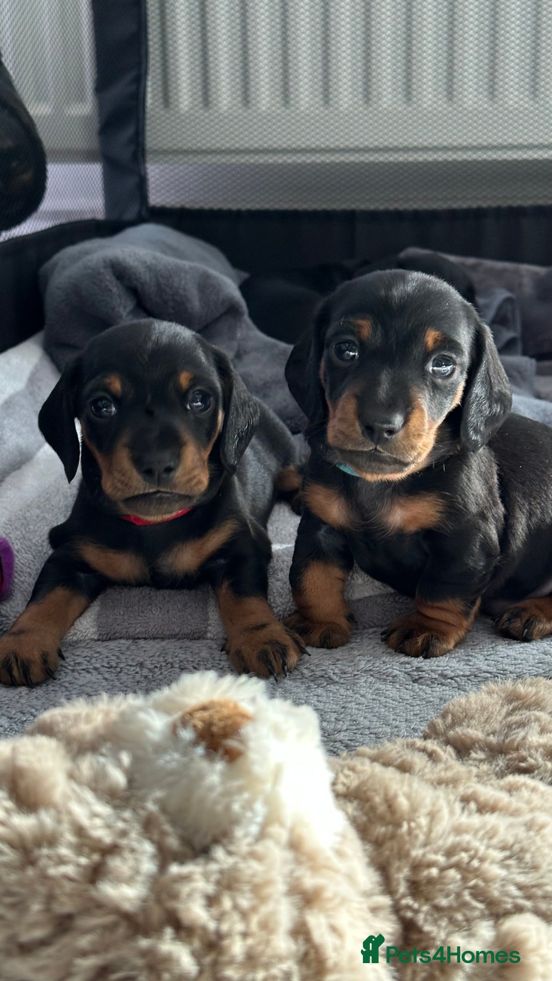 Miniature Dachshund dogs for sale: Stunning Smooth Black & Tan Miniature Dachshunds - Image 9