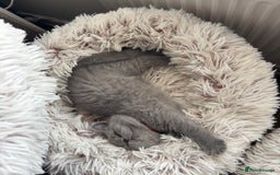 British Shorthair cats for sale: BEAUTIFUL BRITISH SHORT AND LONG HAIR KITTENS - Image 7