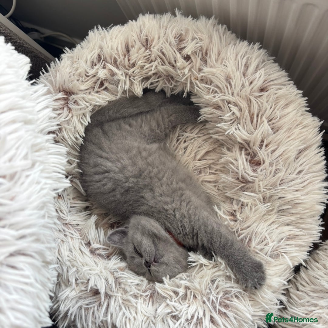 British Shorthair cats for sale: BEAUTIFUL BRITISH SHORT AND LONG HAIR KITTENS - Image 7