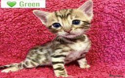 Bengal cats for sale: Beautiful Bengal Kittens  - Image 20