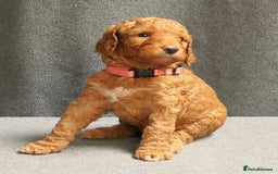 Mixed Breed dogs for sale: FULLY HEALTH TESTED FOX RED MINIATURE COCKAPOOS  - Image 33
