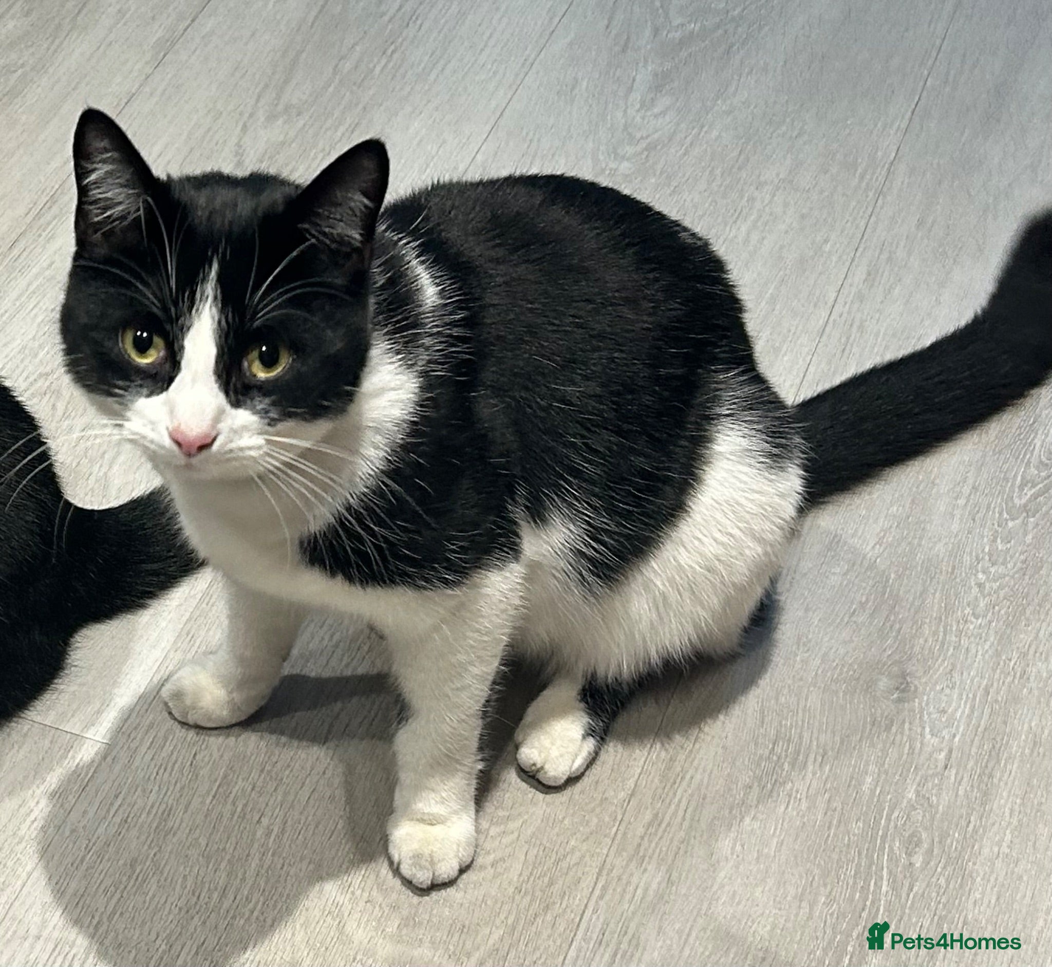 Domestic Shorthair cats Male cat  - Advert 4