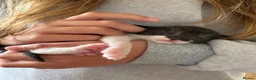 Mixed Breed cats for sale: Beautiful kittens  - Advert 20