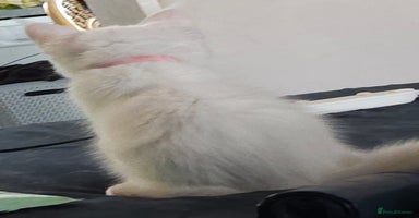 Maine Coon cats - Advert 6
