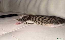 Mixed Breed cats for sale: Beautiful Tabby - Image 4