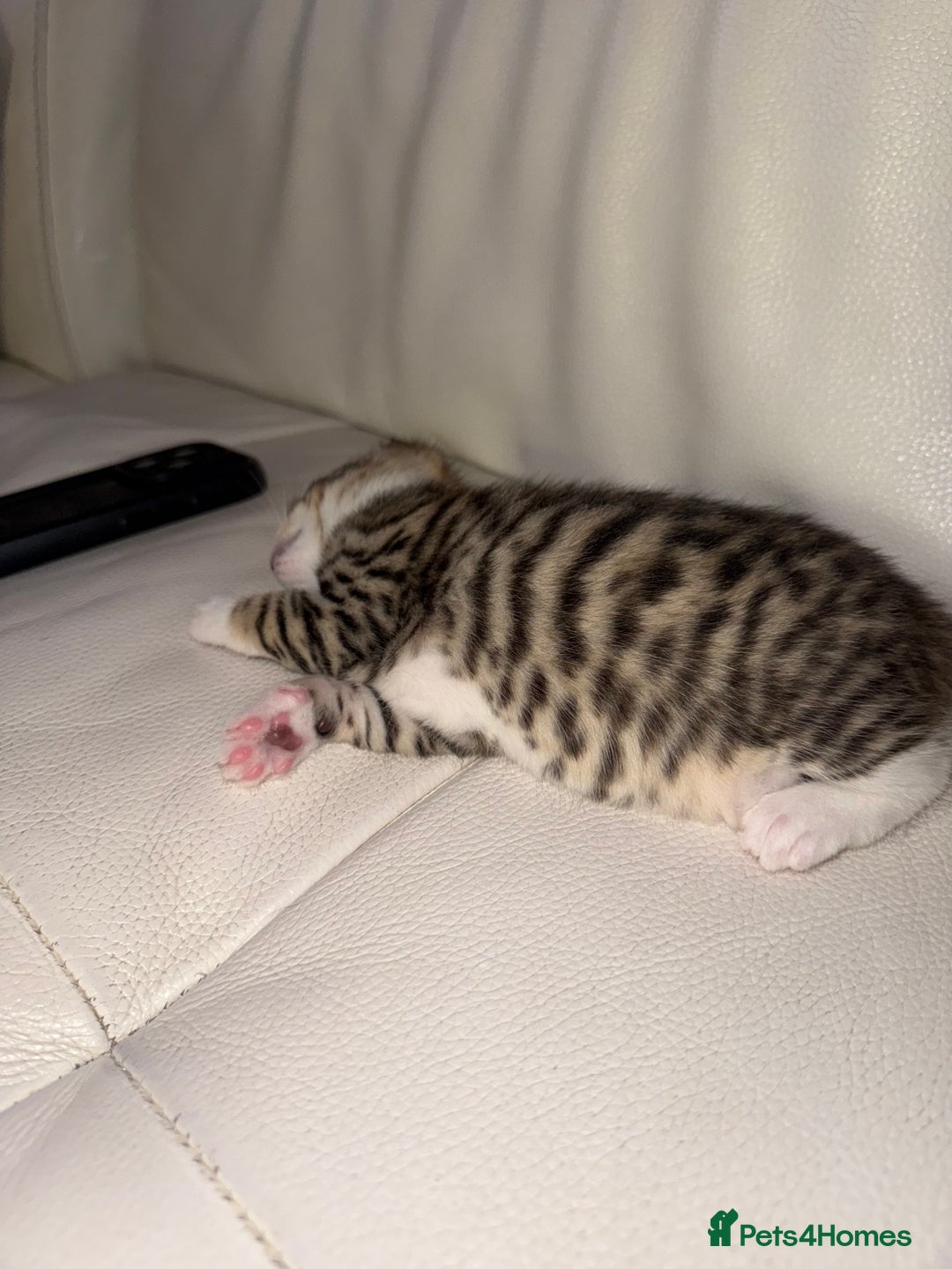 Mixed Breed cats for sale: Beautiful Tabby - Image 4
