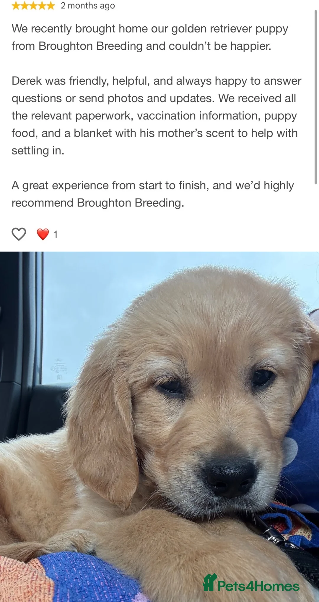 Golden Retriever dogs for sale: KC Dark Golden Retrievers 🧬Health Tested Parents - Advert 13