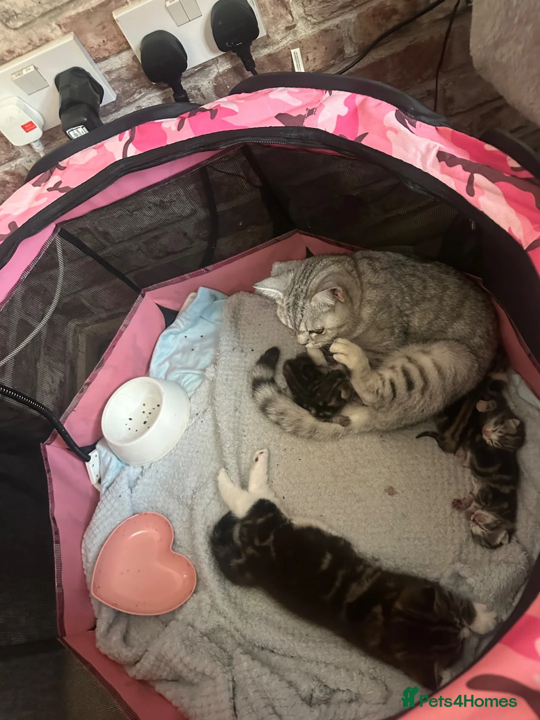 British Shorthair cats for sale: British shorthair x tabby - Advert 11